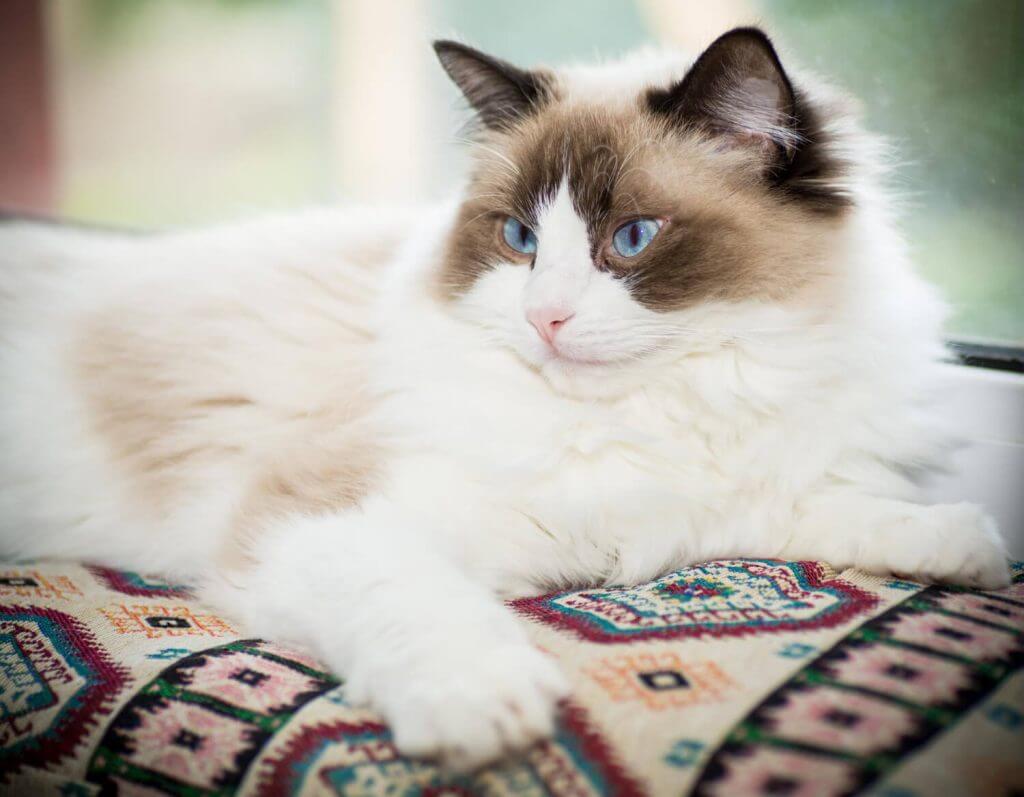 Himalayan cat