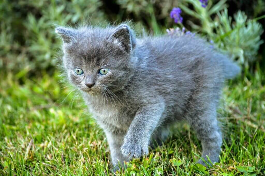 Russian blue cat