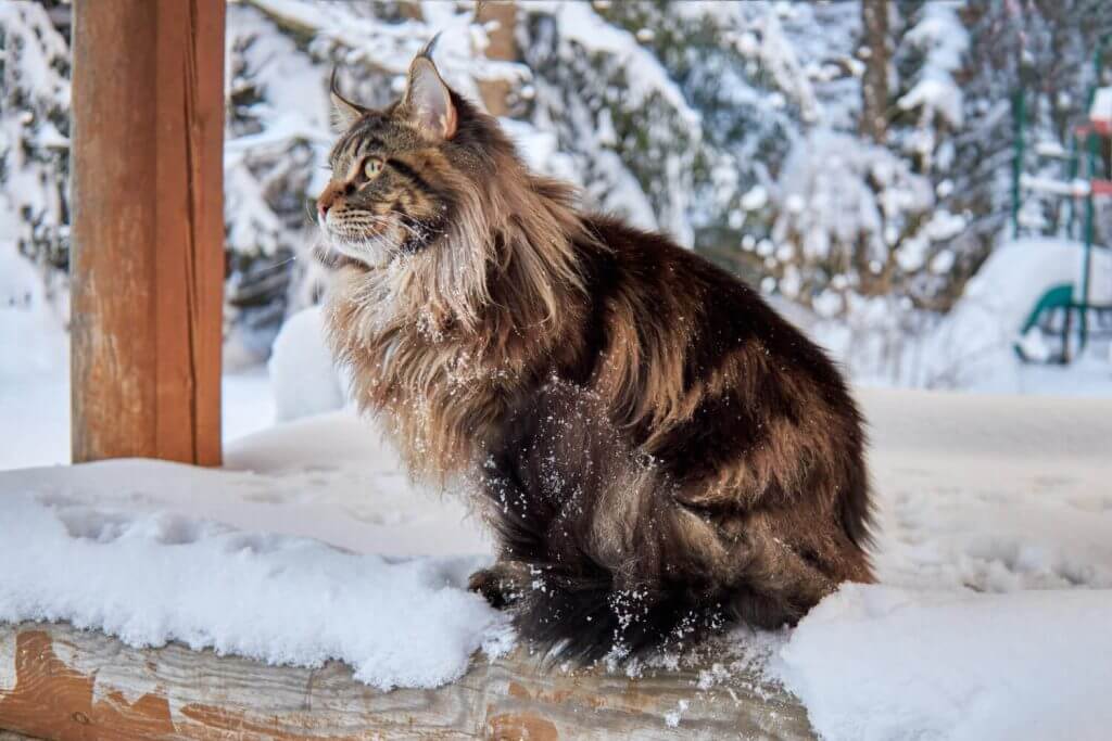 Siberian cat