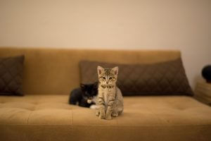2 חתולים קטנים בסלון