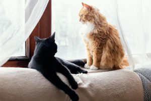 2 חתולים נחים בסלון