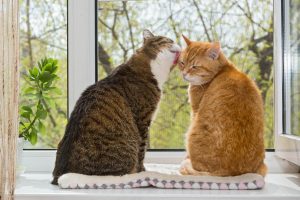 2 חתולים שונים יחד ליד החלון