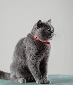חתול בריטי קצר שיער בצבע אפור