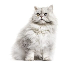 חתול פרסי לבן