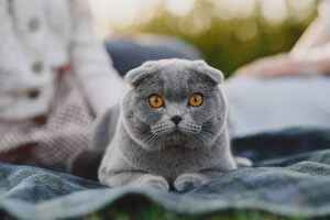 חתול רוסי כחול עם אוזניים מכופלות