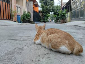 חתול שוכב ברחוב