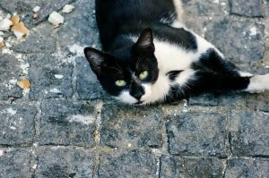 חתול שחור ברחוב