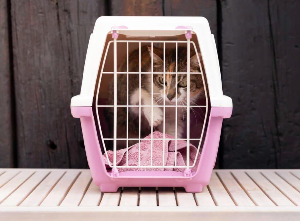 חתול בתוך כלוב וורוד