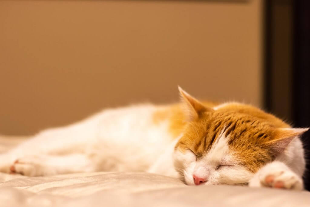 חתול ג'נג'י ישן במיטה