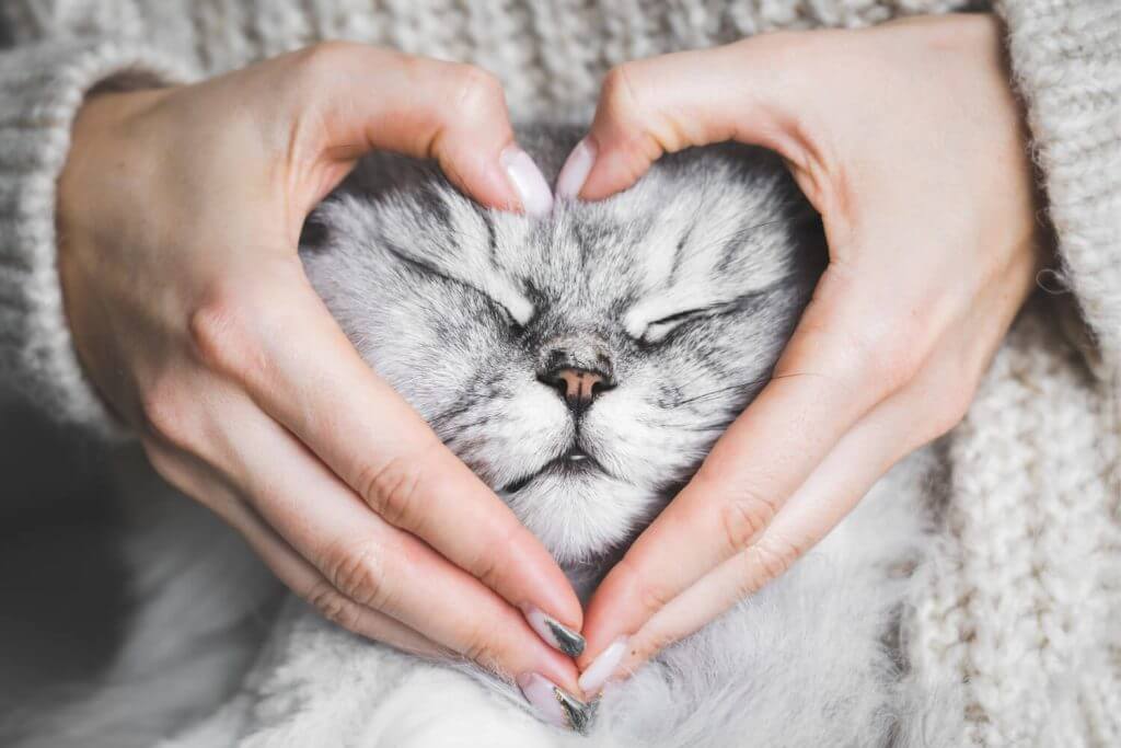חתול עם סימון לב