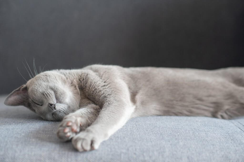 חתלתול אפור ישן על הצד במיטה