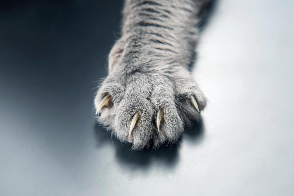 כף יד של חתול עם ציפורניים שלופות