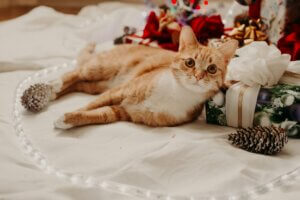 סוגי חתולים היפואלרגניים