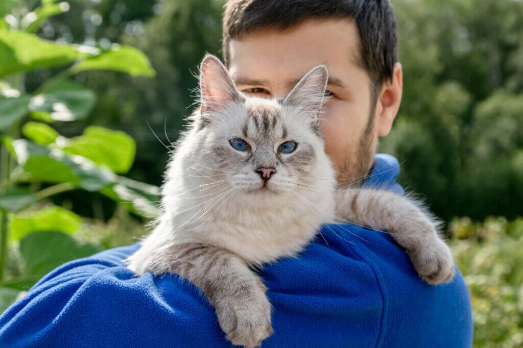 חתול סיבירי יושב על בעליו